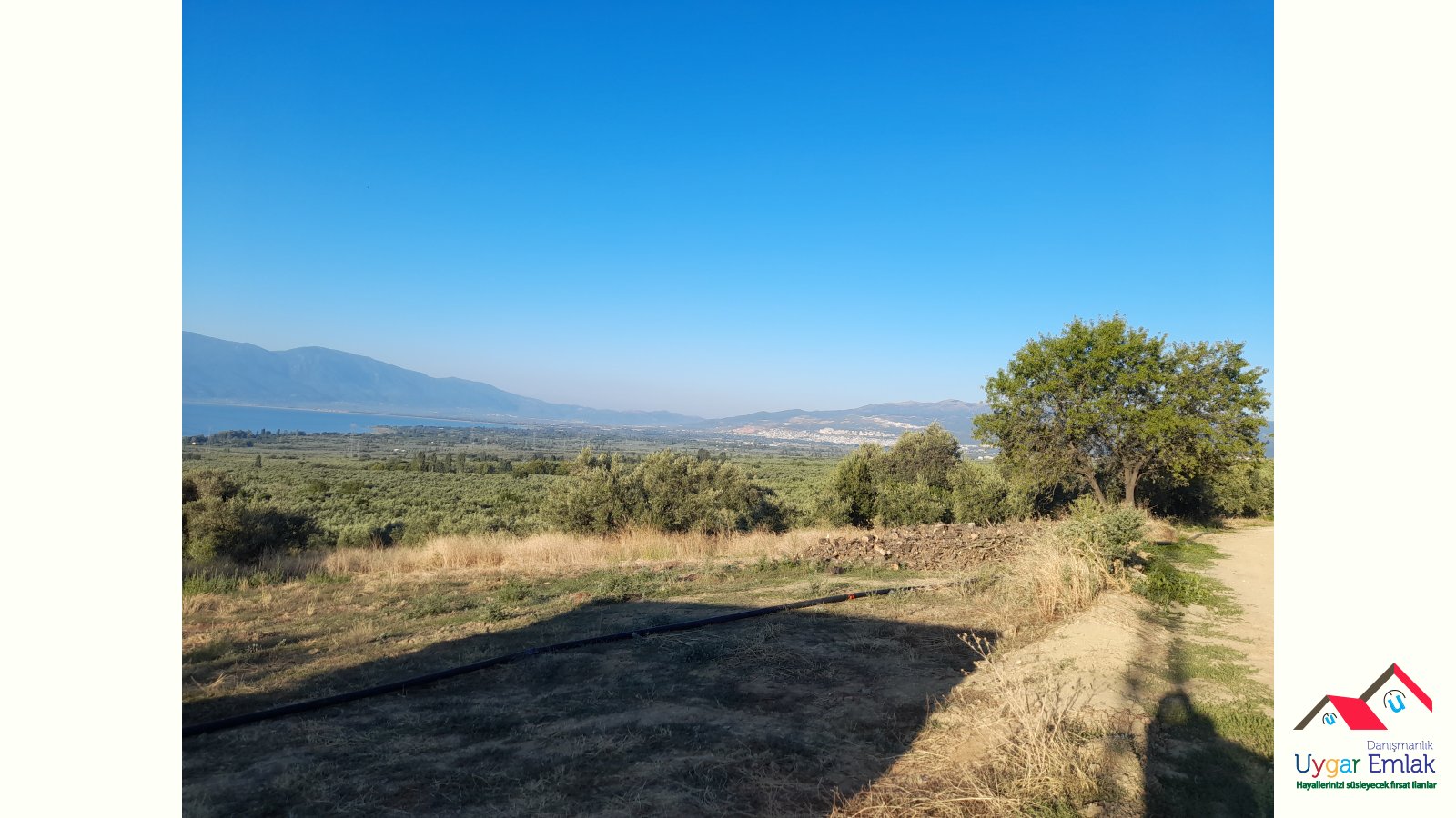 ORHANGAZİ ÜREILDE SATILIK RESMİ YOLA CEPE 1700 M2 BAĞIMSIZ  ZEYTINLIKTİR İÇINDE BAKIMLI ZEYTIN VARDIR  2000 KG AĞAÇLAR DOLUDUR FUL GÖL MANZARALIDIR  Ci TTI ALICIYA PAZARLIĞI VARDIR 658 parseldir resmi yoldur orhangazive göl manzaralidir