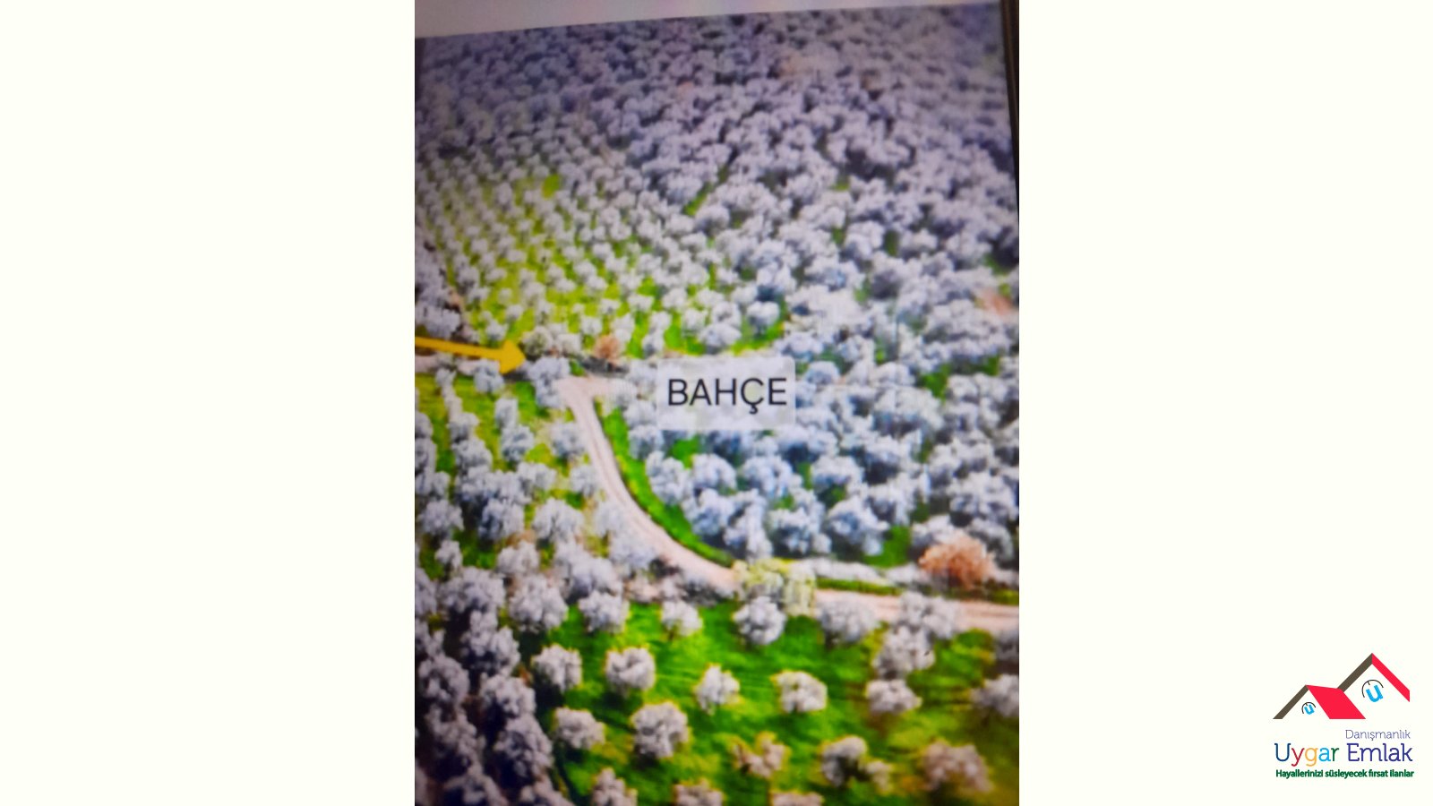 ORHANGAZİ ÜREILDE SATILIK RESMİ YOLA CEPE 1700 M2 BAĞIMSIZ  ZEYTINLIKTİR İÇINDE BAKIMLI ZEYTIN VARDIR  2000 KG AĞAÇLAR DOLUDUR FUL GÖL MANZARALIDIR  Ci TTI ALICIYA PAZARLIĞI VARDIR 658 parseldir resmi yoldur